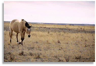 A horse roaming wild in western Montana.