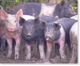 Hogs on the Storm family farm near Bosworth, Missouri.
