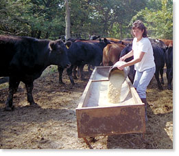 Feeding cattle.