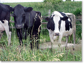 Dairy cattle on the Kinsman farm.
