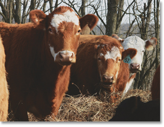 Cattle on the Allison/Perry farm, Howard County, Missouri. Photo by Nic Paget-Clarke.