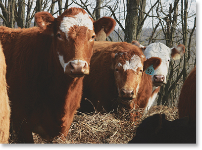 Cattle on the Roger Allison and Rhonda Perry farm, Armstrong, Missouri. Photo by Nic Paget-Clarke.