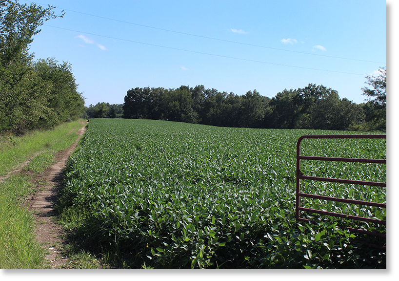 Field of soy plants on the Allison/Perry farm. Armstrong, Missouri. Photo by Nic Paget-Clarke. 