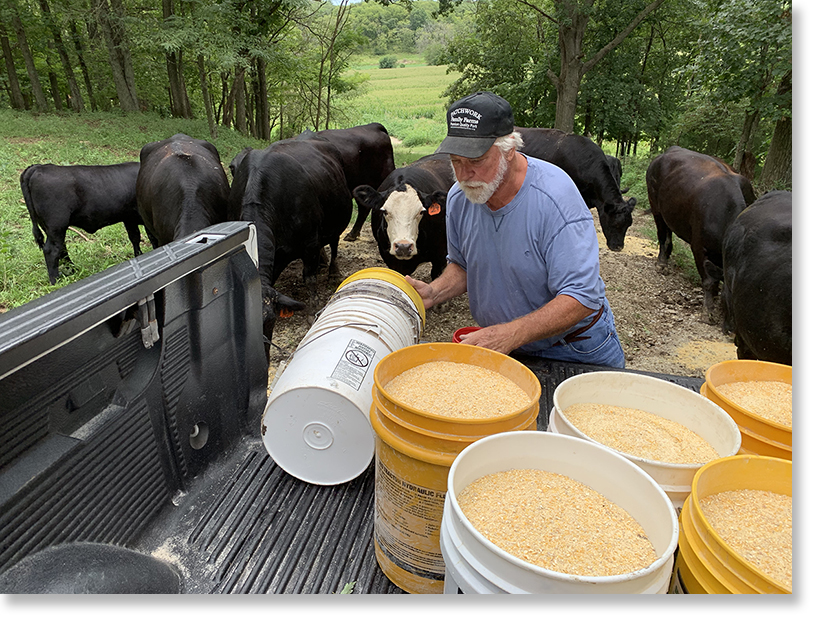 Roger Allison feeding some of the cattle. Armstrong, Missouri. Photo by Nic Paget-Clarke. 