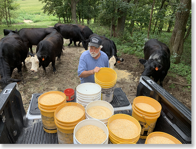 Independent family farmer Roger Allison feeding the farm's cattle, Missouri. Photo by Nic Paget-Clarke.