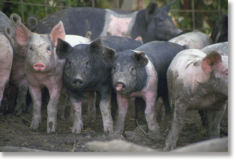 Pigs on the Storm family farm near Bosworth, Missouri. Photo by Nic Paget-Clarke.