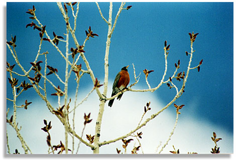 The Robin. Near Denver, Colorado. Photo by Dolores Paget-Clarke.