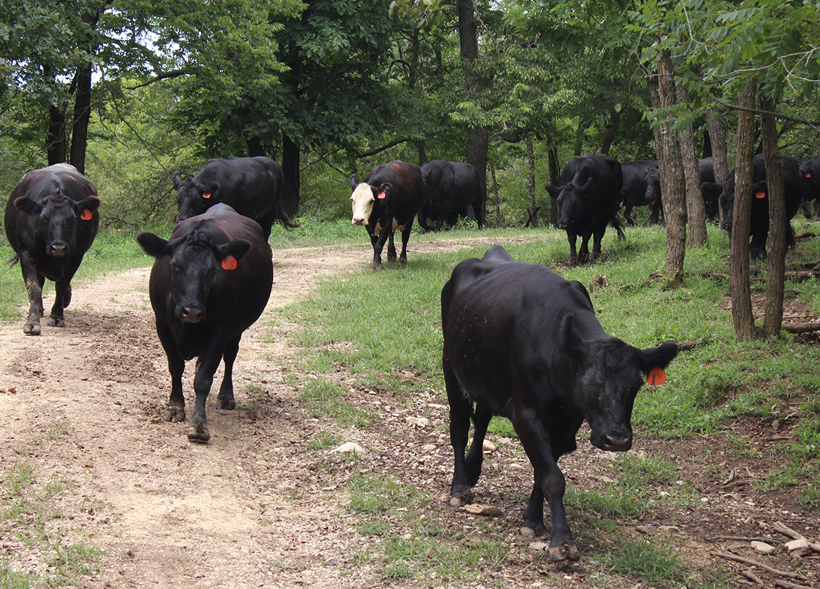 Cattle arrive for feed in the woods, Allison-Perry farm, Armstrong, Missouri. Photo by Nic Paget-Clarke.
