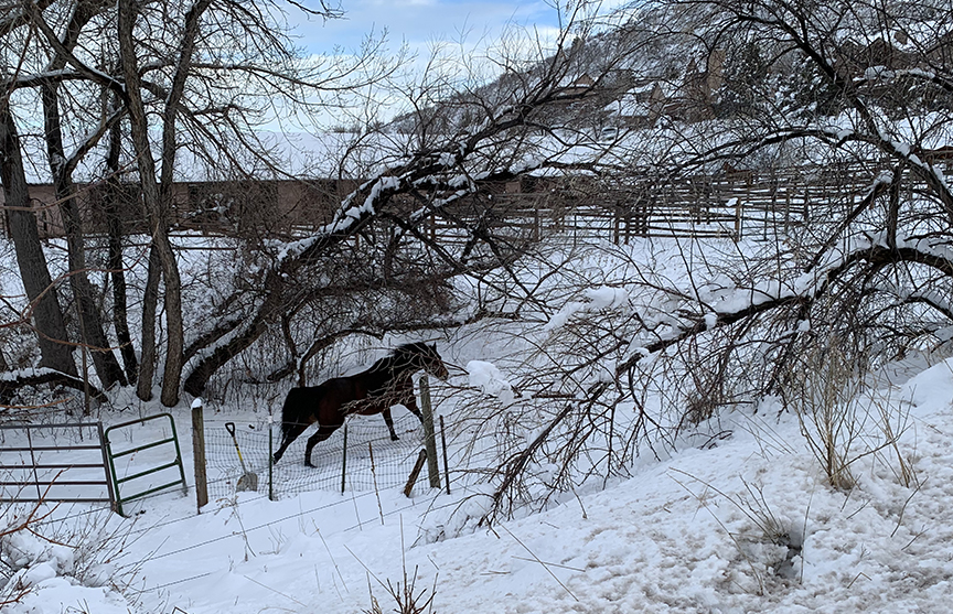 A horse in the snow. Morrison, Colorado. Photo by Nic Paget-Clarke.