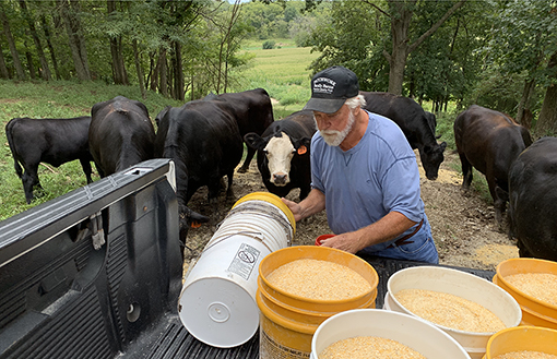 Roger Allison feeding some of the cattle on the Allison-Perry farm. Armstrong, Missouri, 2019. Photo by Nic Paget-Clarke. https://inmotionmagazine.com/ra19/iview-roger-allison-2019.html