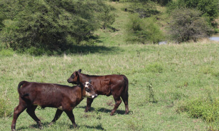 Got Imported Meat? Farmers and Consumers Demand the Right to Know by Rhonda Perry