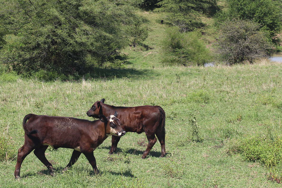 In 2015, following the WTO ruling, Congress repealed mandatory labeling for beef and pork, caving to pressure from multinational meatpacking companies and lobbyists. The importance of COOL cannot be overstated. In a marketplace without labeling, multinational corporations maintain leverage over prices, often to the detriment of American farmers and consumers. Leveraging imports, they are able to raise consumer prices while lowering prices paid to U.S. farmers.  