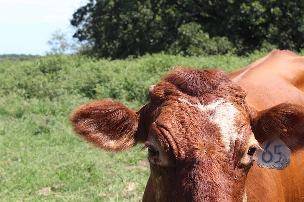 Cattle arrive for feed in the woods, Allison-Perry farm, Armstrong, Missouri. Photo by Nic Paget-Clarke.