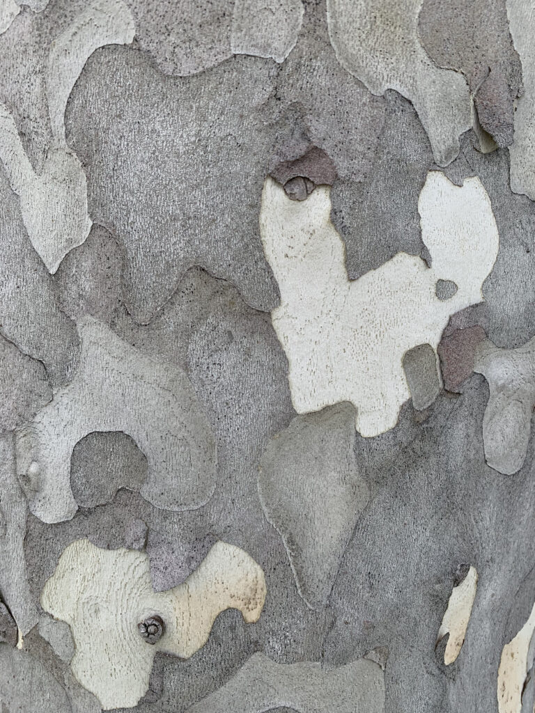 Bark, San Diego, California - photo by Nic Paget-Clarke